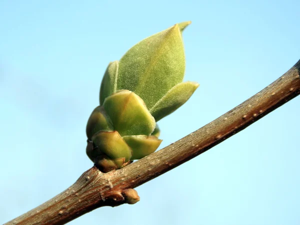 Young buds of lilac 2 — Stock Photo, Image