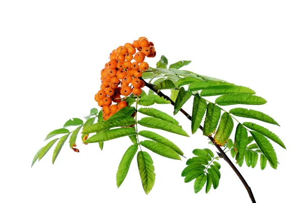 Branch of rowanberry isolated — Stock Photo, Image