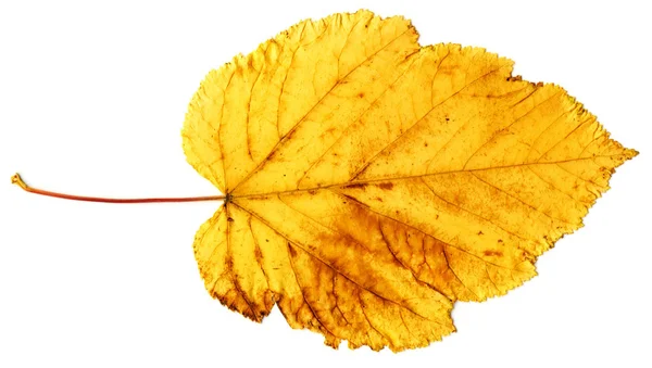 Hoja amarilla de otoño aislada sobre un blanco — Foto de Stock