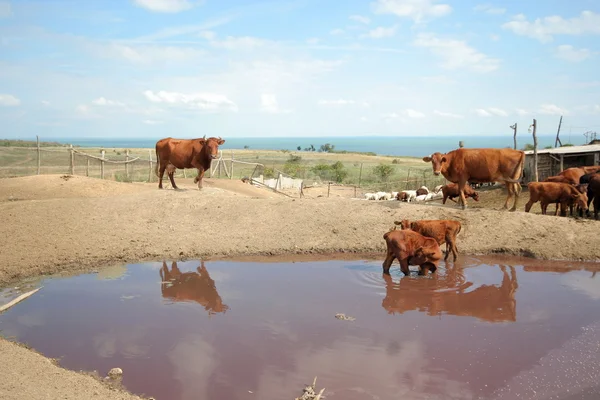 Стадо коров на ферме — стоковое фото