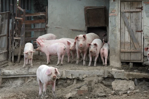 stock image Pigs and pigs in a farm