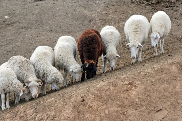 stock image Seven white and one brown sheep