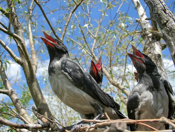 Cuervos jóvenes en un nido — Foto de Stock