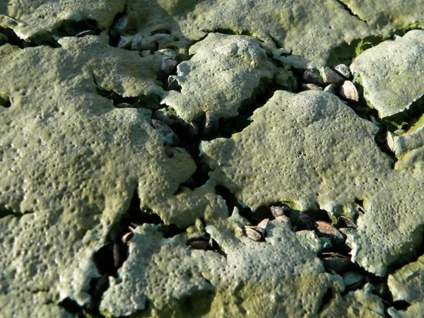 蓝绿色藻类 — 图库照片