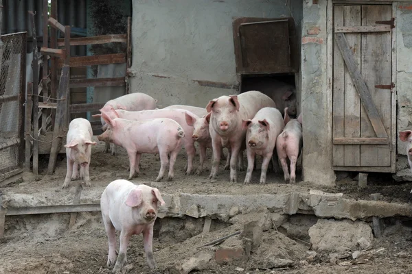 Cerdos y cerdos en una explotación Fotos De Stock