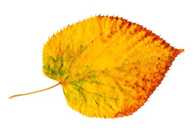 Yellow-golden autumn leaf on white clipart