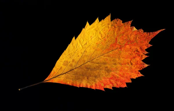 Hoja de otoño amarillo-dorado sobre negro — Foto de Stock