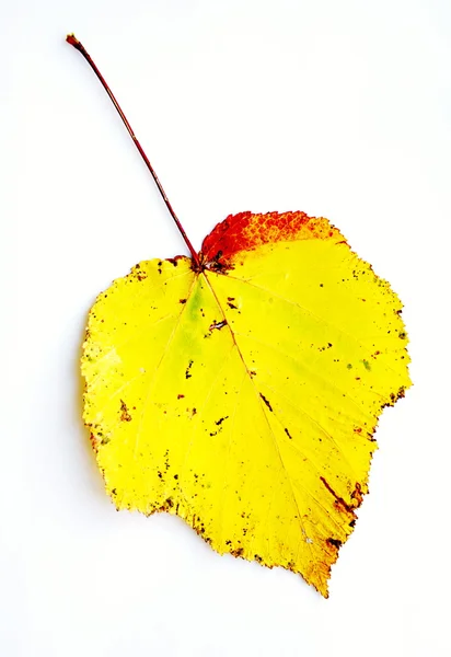 Gelbes Blatt mit rotem Rand — Stockfoto