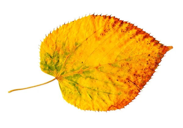 Hoja de otoño amarillo dorado sobre blanco — Foto de Stock