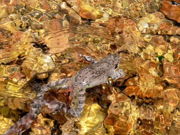 Kröte im Wasser eines Gebirgsbaches — Stockfoto