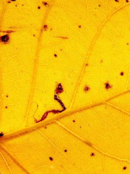 Textur des gelben Herbstblattes — Stockfoto