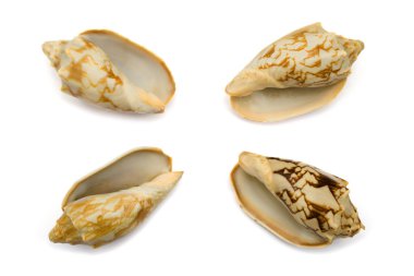 dört conches, yakın çekim