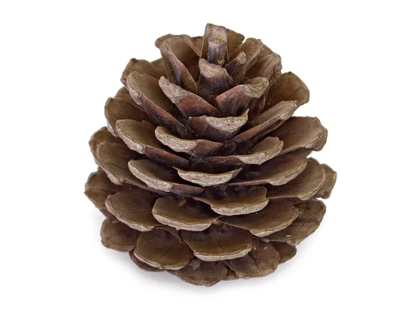 Large pine cone — Stock Photo, Image