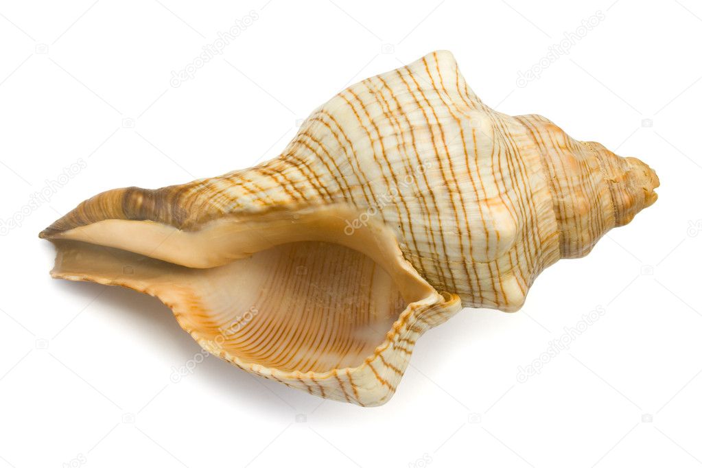 Conch, close-up