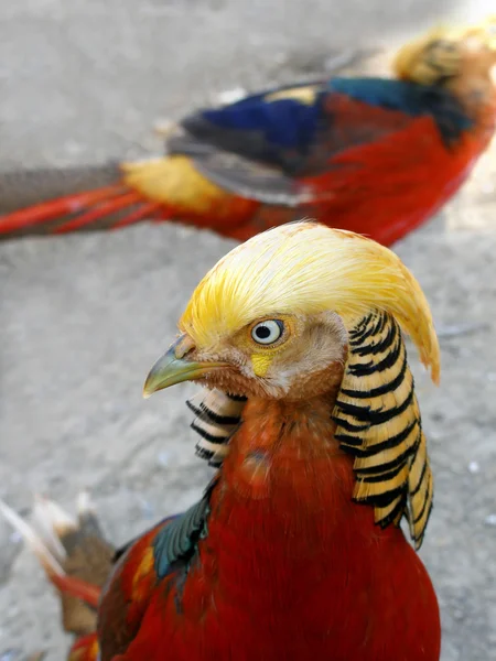 Gold pheasant — Stock Photo, Image