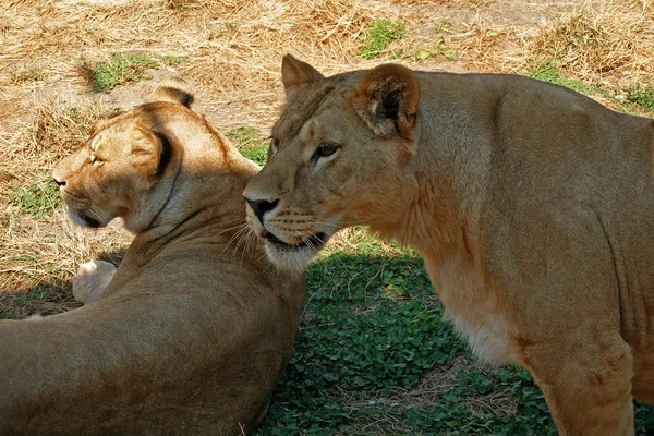 Leoa e leoa — Fotografia de Stock