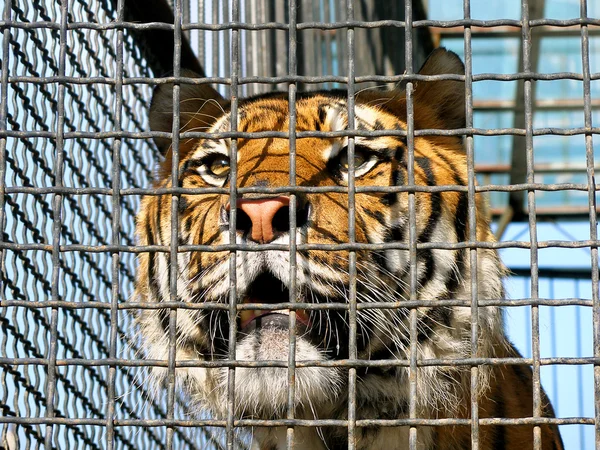 Тигр в клітці — стокове фото