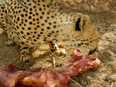 Jaguar eat meat clipart