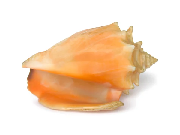 Conch, close-up — Stock Photo, Image
