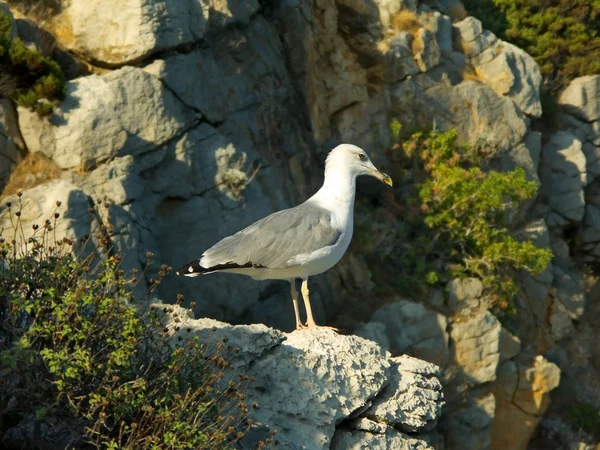 White seagull on rock — Stock Photo, Image