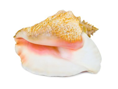 Big conch clipart