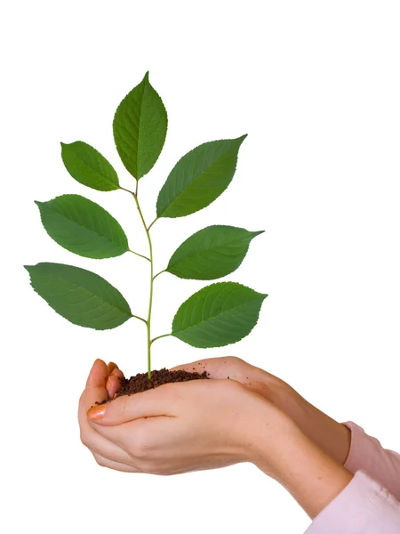 Groene plant in vrouwen handen — Stockfoto