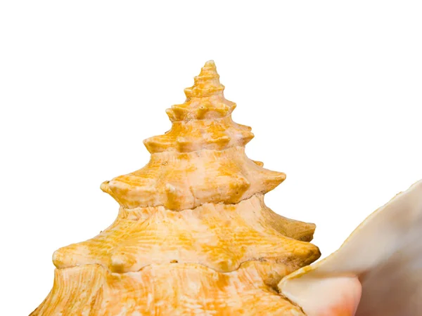 Macro of conch spiral — Stock Photo, Image