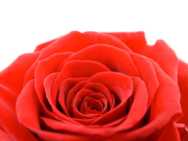 Macro of rose — Stock Photo, Image