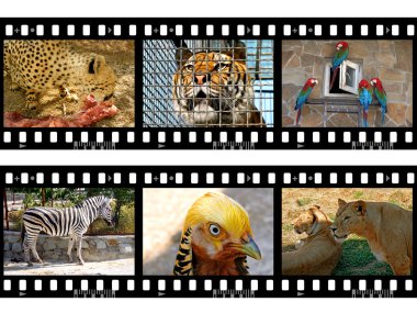 Animals in frames of film clipart