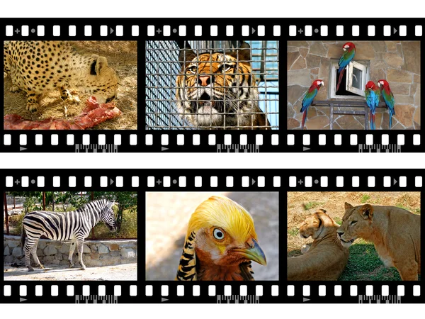 Zvířata v rámcích filmu — Stock fotografie