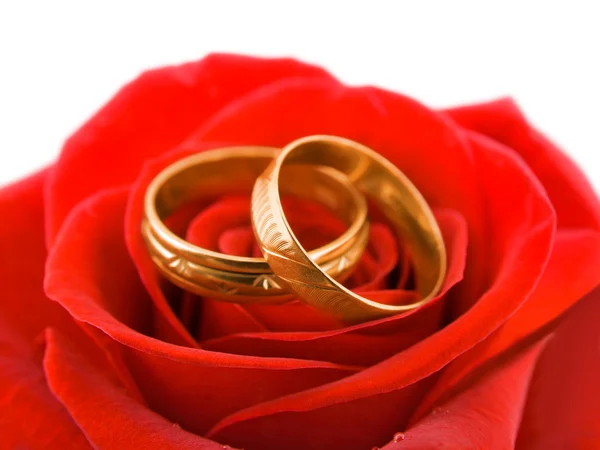 Роза и обручальные кольца Стоковое Фото