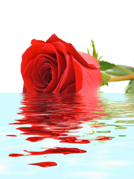 Τριαντάφυλλο στο νερό — Φωτογραφία Αρχείου