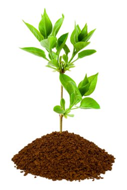 Plant in land clipart