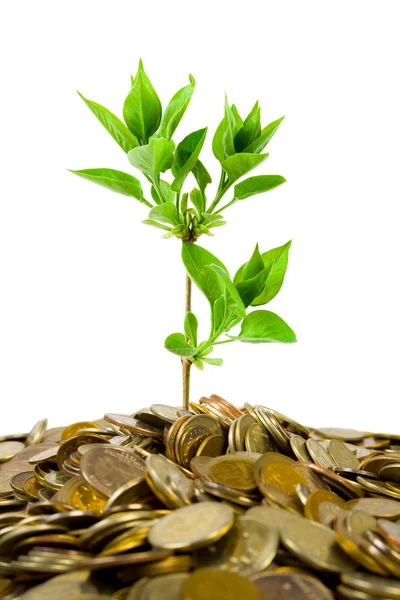 Coins and plant — Stock Photo, Image