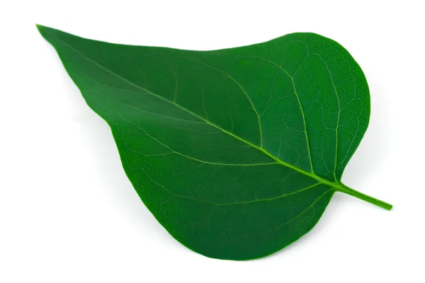 Закрытие Leaf — стоковое фото