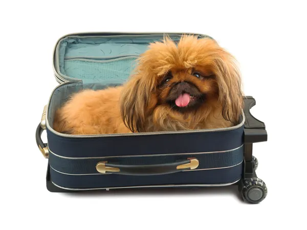 Köpek içinde seyahat çantası — Stok fotoğraf