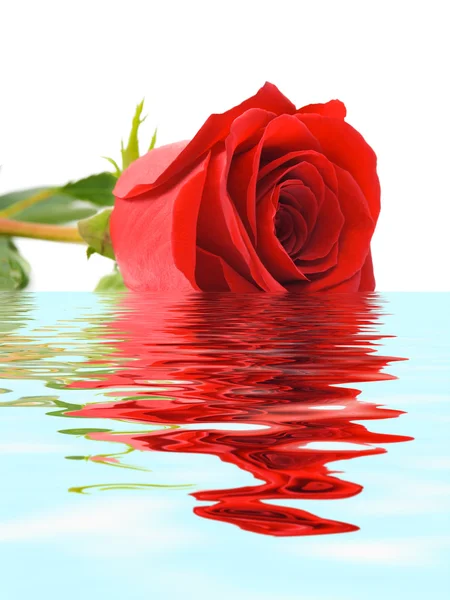 Rose i vatten — Stockfoto