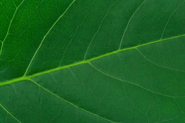 Macro of leaf — Stock Photo, Image