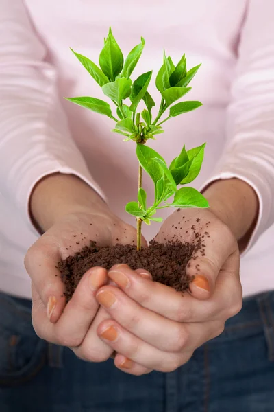 Green plant in hands — Stock Photo, Image