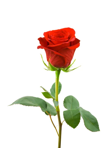 Красная роза Стоковая Картинка