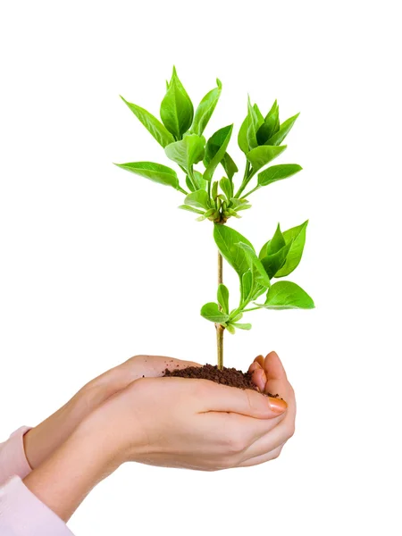 stock image Hands and plant