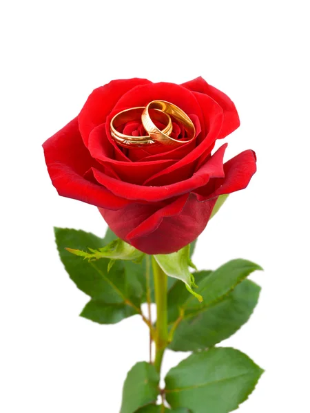 Rose a snubní prsteny — Stock fotografie