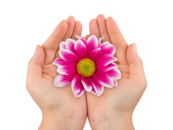Květina v rukou ženy — Stock fotografie