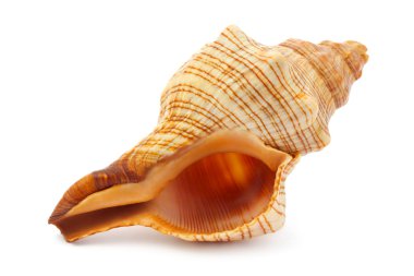 Sea spiral shell clipart