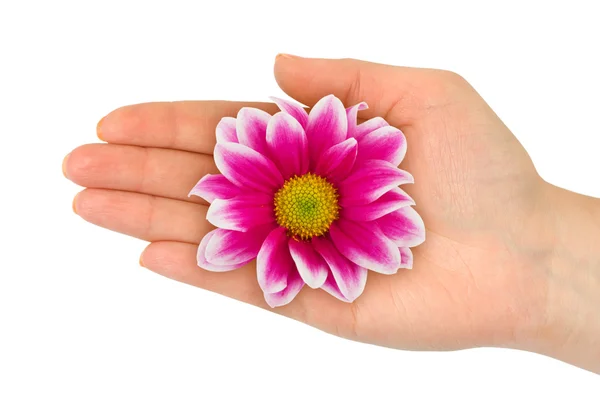 Flor na mão da mulher — Fotografia de Stock