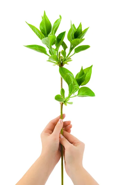 Handen en plant — Stockfoto