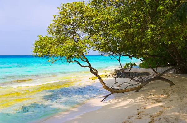 Tree on tropical beach — Stock Photo, Image