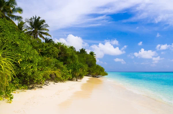Tropikal orman ve plaj — Stok fotoğraf