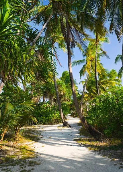 Pathway in tropical jungle — Stock Photo, Image