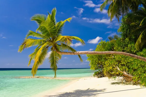 Bockning palmträd på tropical beach — Stockfoto